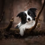 Podcast Happy dogs, even happier owners
