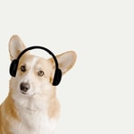 Logo of the podcast HappyPuppy Times With Viaan Podcast HappyPuppy Times With Viaan
