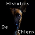Histoires de Chiens