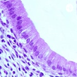 Podcast Histología
