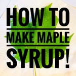 Logo of the podcast How to Make Maple Syrup! Podcast How to Make Maple Syrup!