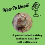 Logo of the podcast How To Quail: Your Guide to Raising Backyard Quail for Self-Sufficiency Podcast How To Quail: Your Guide to Raising Backyard Quail for Self-Sufficiency