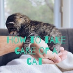 Podcast How to take care of a cat 