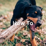 Logo of the podcast How To: Train Your Puppy Podcast How To: Train Your Puppy