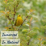 Immersed In Nature: Nature Sounds for Sleep and Relaxation Immersed In Nature: Nature Sounds for Sleep and Relaxation