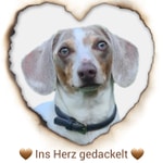 Logo of the podcast Ins Herz gedackelt Podcast Ins Herz gedackelt