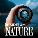 Logo of the podcast Inside NATURE on PBS Logo of the podcast Inside NATURE on PBS