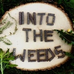 Logo of the podcast Into the Weeds (New York State IPM) Podcast Into the Weeds (New York State IPM)