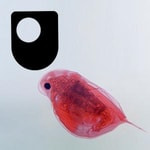 Logo of the podcast Investigating flagellates, plankton and filter feeders - for iPod/iPhone Podcast Investigating flagellates, plankton and filter feeders - for iPod/iPhone