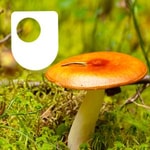 Logo of the podcast Investigating fungi: the wood-wide web - for iPad/Mac/PC Podcast Investigating fungi: the wood-wide web - for iPad/Mac/PC
