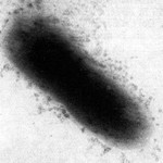 Logo of the podcast It’s Been Phages! Podcast It’s Been Phages!