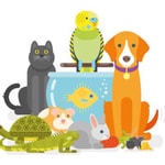 Podcast It’s raining cats and dogs 