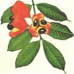 Logo of the podcast Jamaican Diaspora Podcast Jamaican Diaspora
