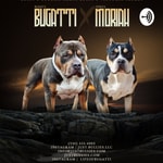 Logo of the podcast Just Bullies American Bully Podcast Podcast Just Bullies American Bully Podcast