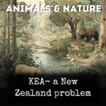 Logo of the podcast KEA- a New Zealand problem Podcast KEA- a New Zealand problem