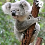 Logo of the podcast Koalas no Aquário de São Paulo Podcast Koalas no Aquário de São Paulo