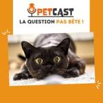 Logo of the podcast La question pas bête ! 🐾🧐 Podcast La question pas bête ! 🐾🧐