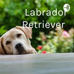 Logo of the podcast Labrador Retriever Podcast Labrador Retriever