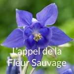 Podcast L'appel de la Fleur Sauvage