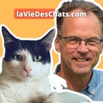 laVieDesChats laVieDesChats