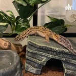 Logo of the podcast Leopard Gecko Care Podcast Leopard Gecko Care