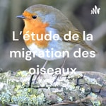 Podcast L'étude de la migration des oiseaux
