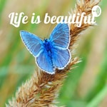 Logo of the podcast Life is beautiful 🦋 Malayalam Podcast Podcast Life is beautiful 🦋 Malayalam Podcast