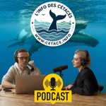 Podcast L'info des cétacés