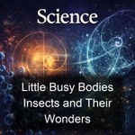 Logo of the podcast Little Busy Bodies Insects and Their Wonders Podcast Little Busy Bodies Insects and Their Wonders