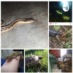 Podcast Living With Reptiles