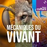 Logo of the podcast Mécaniques du vivant Podcast Mécaniques du vivant