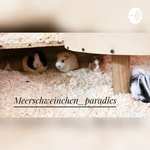 Logo of the podcast Meerschweinchen_paradies Podcast Meerschweinchen_paradies