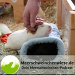 Logo of the podcast Meerschweinchenwiese.de - Dein Meerschweinchen-Podcast Podcast Meerschweinchenwiese.de - Dein Meerschweinchen-Podcast