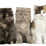 Logo of the podcast Meow And Chow Podcast Meow And Chow