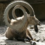 Podcast Metal Playlist
