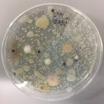 Logo of the podcast Microbiology Lab Pod Podcast Microbiology Lab Pod