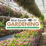 Logo of the podcast Mid-South Gardening Podcast Podcast Mid-South Gardening Podcast