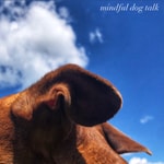 Logo of the podcast Mindful Dog Talk Podcast Mindful Dog Talk