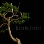 Modern Bonsai Modern Bonsai