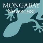 Logo of the podcast Mongabay Newscast Podcast Mongabay Newscast