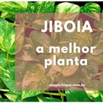 Logo of the podcast Mundo das plantas inocencio Podcast Mundo das plantas inocencio