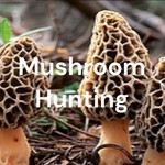 Logo of the podcast Mushroom Hunting Podcast Mushroom Hunting