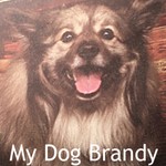 Logo of the podcast My Dog Brandy Podcast My Dog Brandy