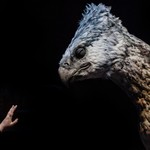Podcast Myth or Mystery