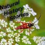 Logo of the podcast Natural History Stories Podcast Natural History Stories