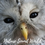 Logo of the podcast Nature Sound World - Luontoäänien maailma Podcast Nature Sound World - Luontoäänien maailma