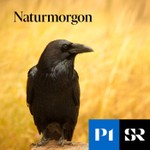 Logo of the podcast Naturmorgon Podcast Naturmorgon