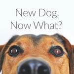 Logo of the podcast New Dog. Now What? Podcast New Dog. Now What?