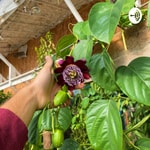 Podcast Nick’s Permaculture Podcast 