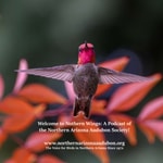 Northern Wings – Connecting People and Birds of Northern Arizona Northern Wings – Connecting People and Birds of Northern Arizona